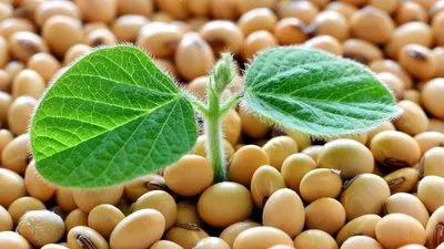 Genetically Modified Soybean