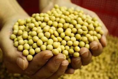 Moong/mung Beans / Green Grams