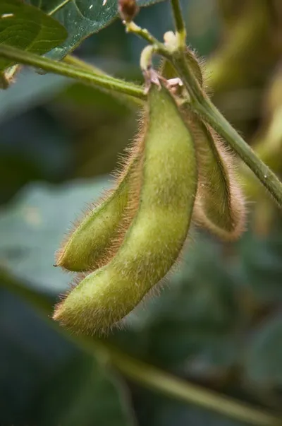 Crude Soybean Oil