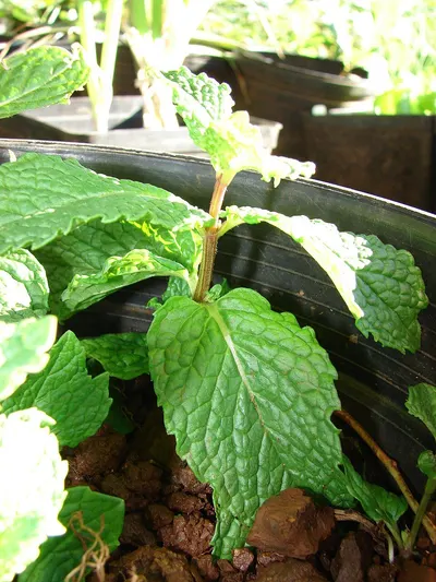 Peppermint by Rida International