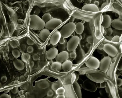 Em1-effective Micro-organism