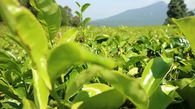 Green Tea Extracts