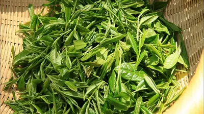 Fresh Curry Leaves
