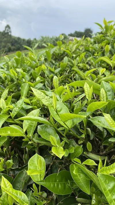 Instant Green Tea Extract Powder