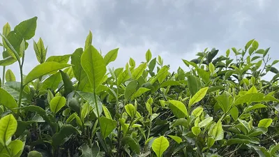 Carbon Vegetal