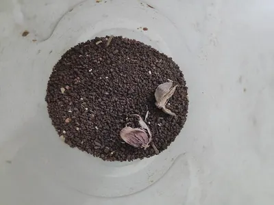 Shallots Paste