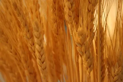 Grain Wheat