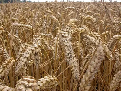 Natural Wheat