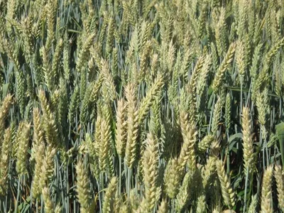 Wheat Flour