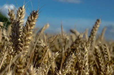 Wheat Flour Premium Grade