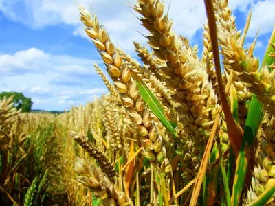 Wheat Flour