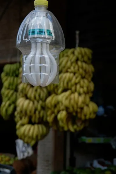 Fresh Cavendish Banana