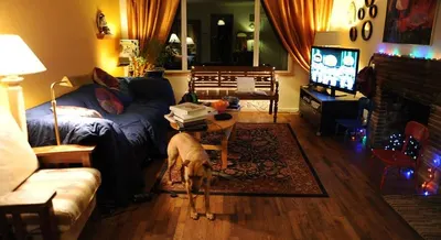 Doggy PC camera