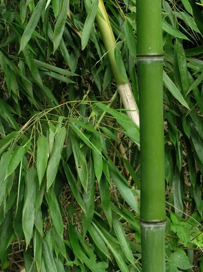 Bamboo Cheli