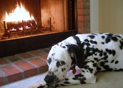 My Dog Mini Great Dane Sitting