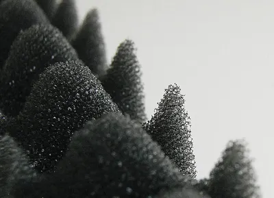Foam Scrub Pads