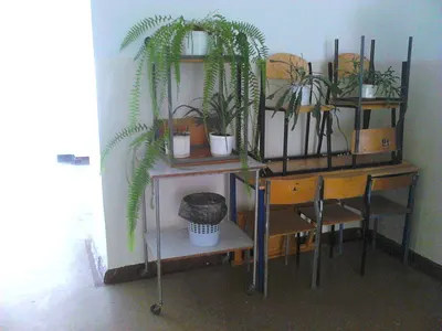 Indoor plants