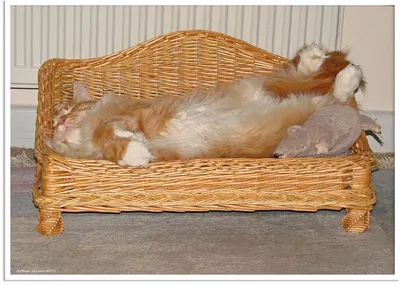 Pet bed