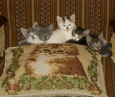 Klaus Pillow by Angie Homes