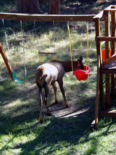 Reindeer