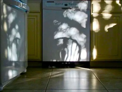 Elephant projection