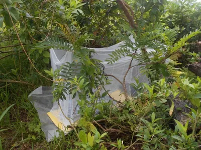 Mosquito net