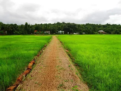 1st Quallity Green Sukabumi