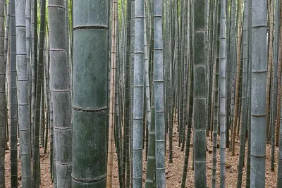 Yes bamboo