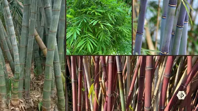 Bamboo cube | Natural and Dark