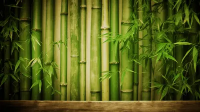 Bamboo wallpaper