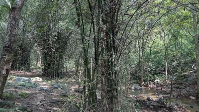THORN WOOD