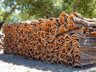 Eucalyptus Logs