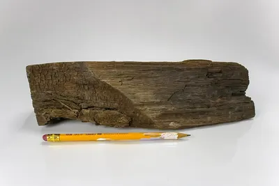 Pinus Log