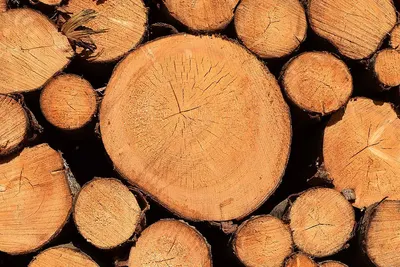 Redwood Logs