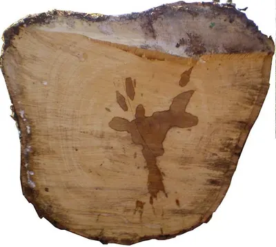Suar Wood Slab by Jalur Furniture