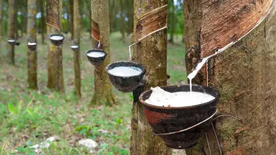 Natural Rubber