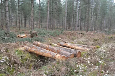 Pine stand
