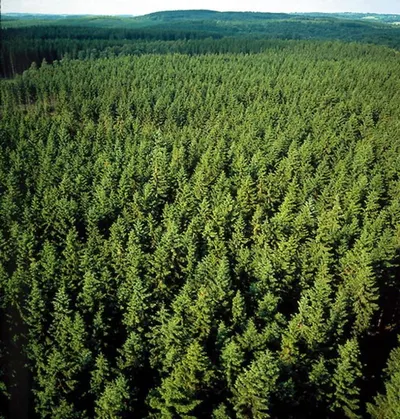 Pine Trees by Negocios Internacionales