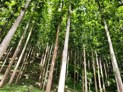 Honey Bee Forest