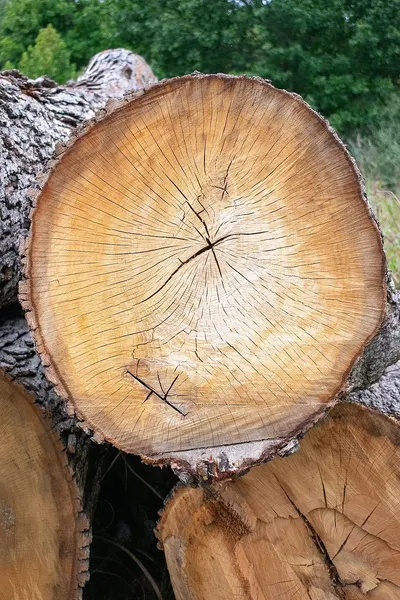 Wooden tree