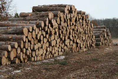 Hard Wood Trees