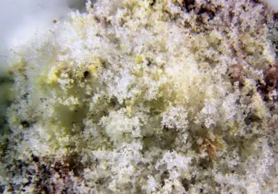 Seaweed Cottonii