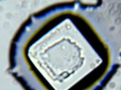IC Socket