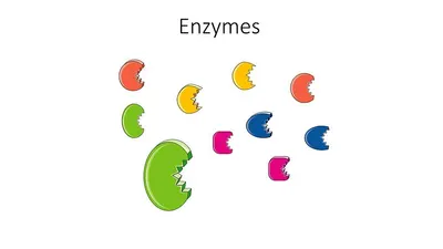 Enzymolysis animal protein