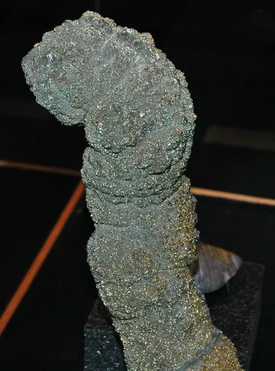 Stichopus Tremulus Or Atlantic Sea Cucumber