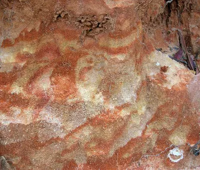 Batik Sea Cucumber