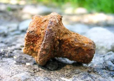 Morel