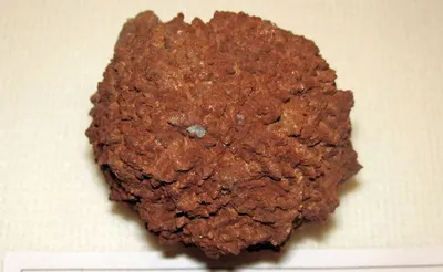 Ten face rudraksha