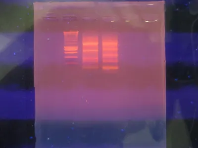 Electrophoresis Gel Drier by Hellabio