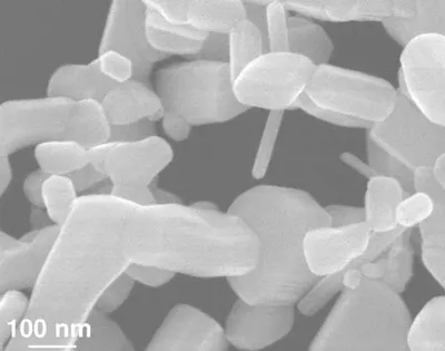 Bifidobacterium Bifidum